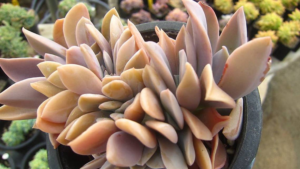 Echeveria Opal Cristata, (Random)