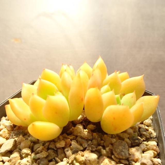 SPECIAL! JUST CART!!! PRESALE Echeveria Leisal