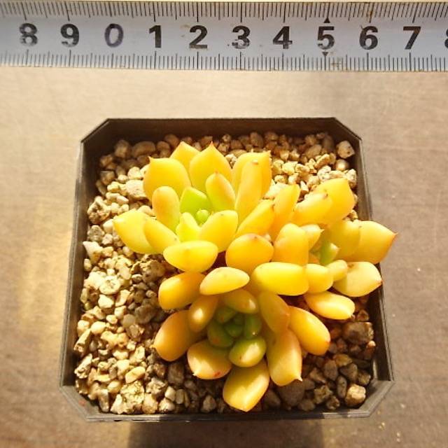 SPECIAL! JUST CART!!! PRESALE Echeveria Leisal