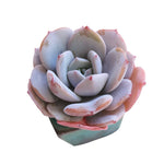 SPECIAL!! JUST CART! Echeveria Purple Ice