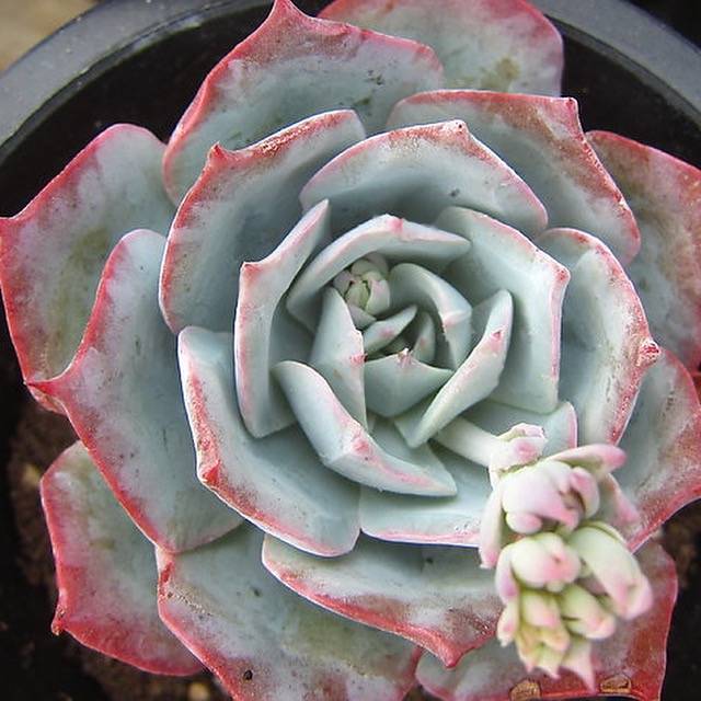 Echeveria Lonzanii, (Random)