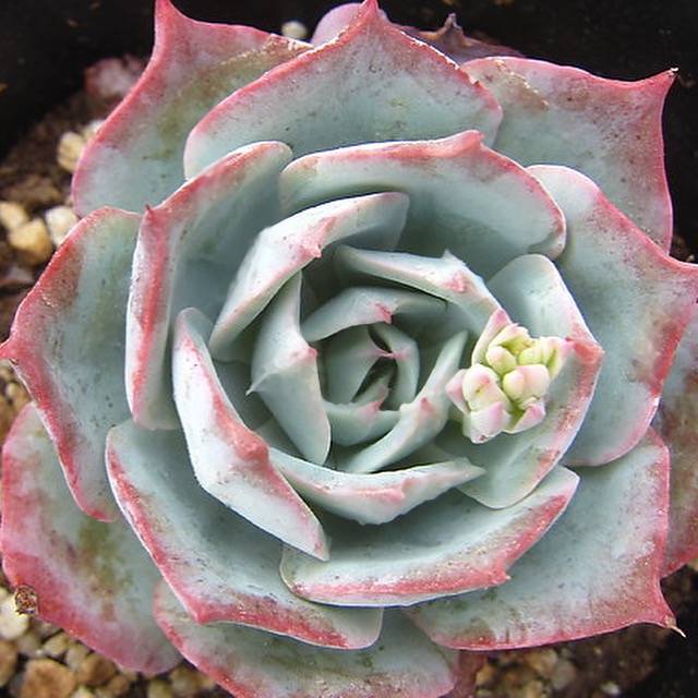 Echeveria Lonzanii, (Random)