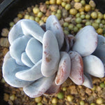 Echeveria Lauii Doubles, (Random)