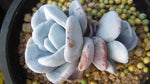 Echeveria Lauii Doubles, (Random)