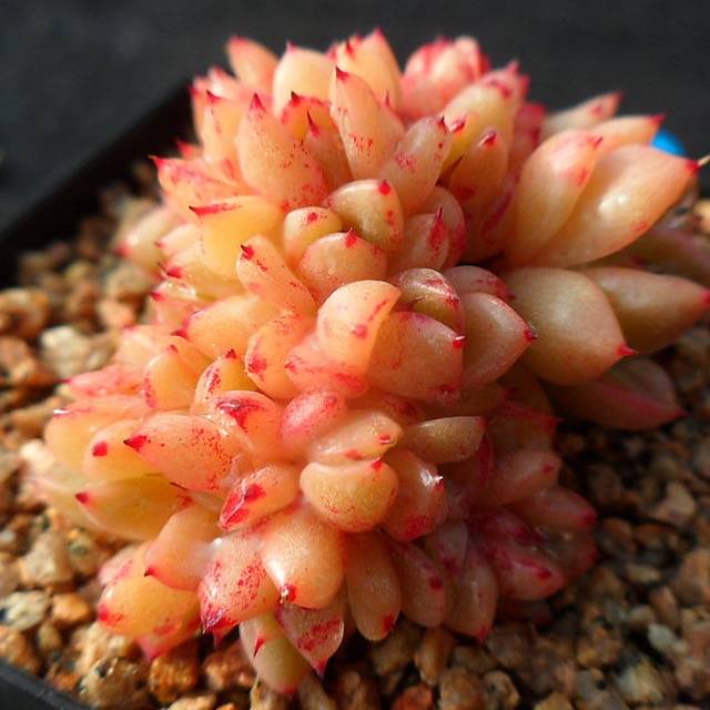 PRESALE Echeveria Rajoya Cristata, (Not so Random)