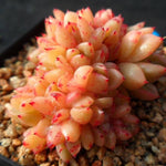 PRESALE Echeveria Rajoya Cristata, (Not so Random)