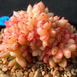 PRESALE Echeveria Rajoya Cristata, (Not so Random)