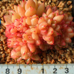 PRESALE Echeveria Rajoya Cristata, (Not so Random)