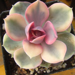 Echeveria West Rainbow, (Random)