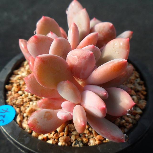 PRESALE Echeveria Chungki, (Random)