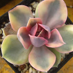 Echeveria West Rainbow, (Random)