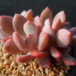 PRESALE Echeveria Chungki, (Random)