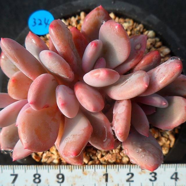 PRESALE Echeveria Chungki, (Random)