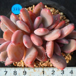 PRESALE Echeveria Chungki, (Random)