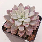 PRESALE Echeveria Hermes, (Random)