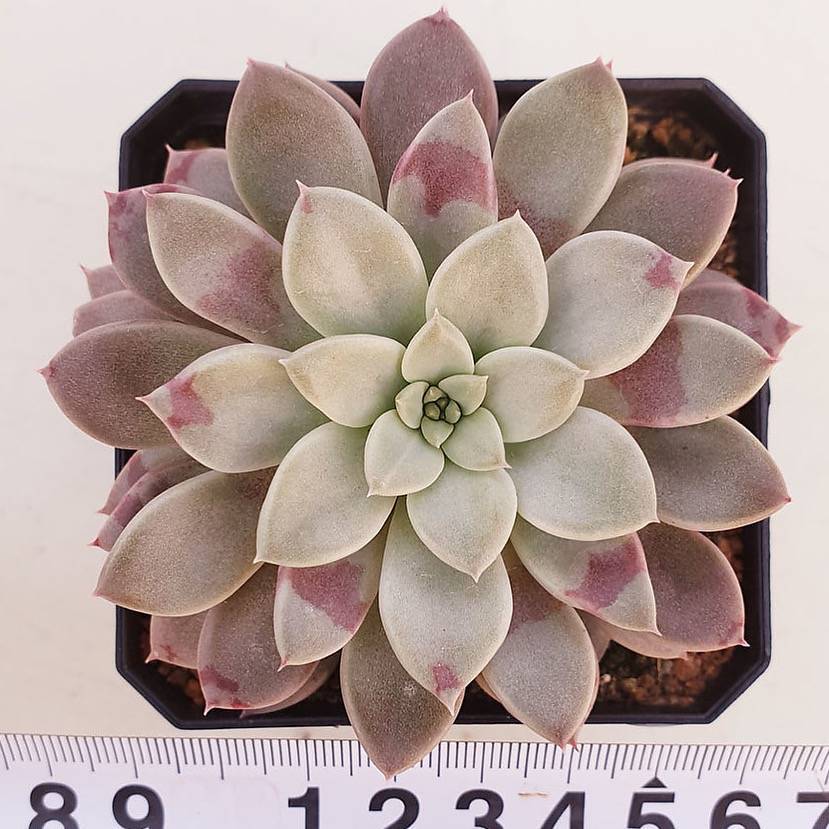 PRESALE Echeveria Hermes, (Random)