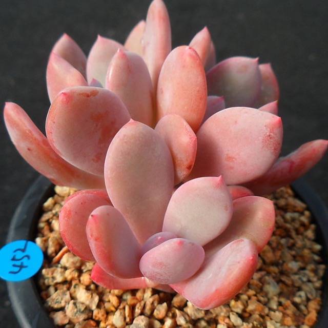 PRESALE Echeveria Chungki, (Random)