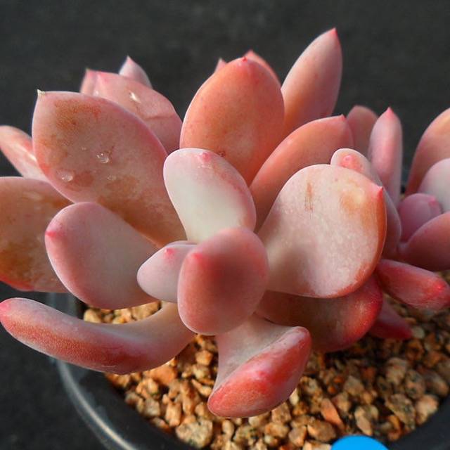 PRESALE Echeveria Chungki, (Random)