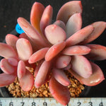 PRESALE Echeveria Chungki, (Random)