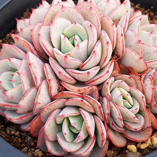 Echeveria Atlantis, (Random)