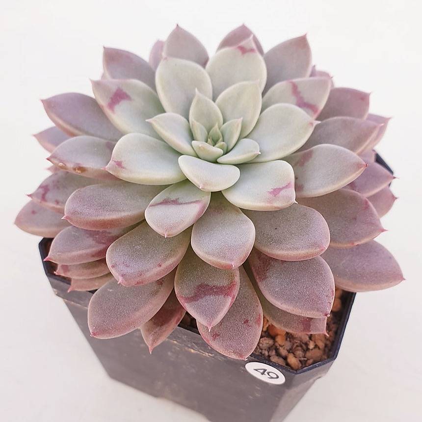 PRESALE Echeveria Hermes, (Random)