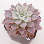 PRESALE Echeveria Hermes, (Random)