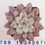 PRESALE Echeveria Hermes, (Random)