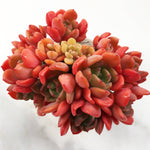 Echeveria Tentra Jam (Cluster)