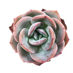 THE GOOD, THE BAD and The UGLY SALE! Echeveria Brink's Blue