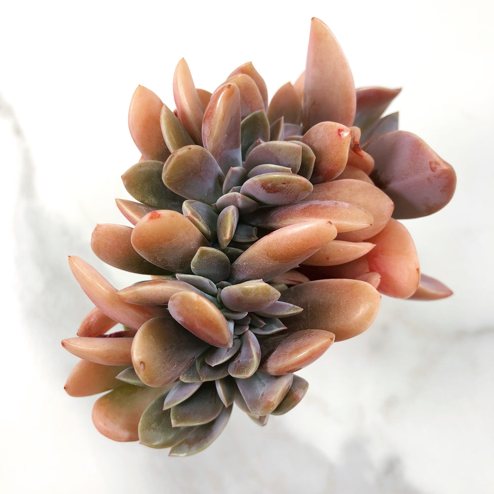 Echeveria Opal Cluster