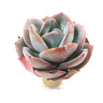 THE GOOD, THE BAD and The UGLY SALE! Echeveria Brink's Blue