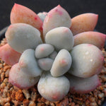 PRESALE Pachyphytum Frevel cv, (Not so Random)