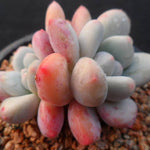 PRESALE Pachyphytum Frevel cv, (Not so Random)
