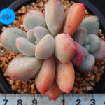 PRESALE Pachyphytum Frevel cv, (Not so Random)
