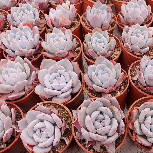 Echeveria Baekya White Knight x Lauii Hybrid, (Random)