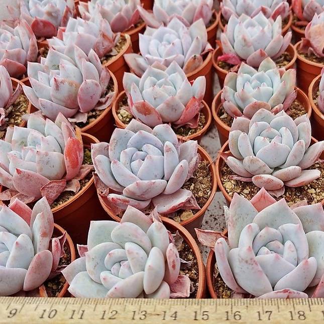 Echeveria Baekya White Knight x Lauii Hybrid, (Random)