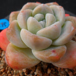 SPECIAL! JUST CART!!! PRESALE Echeveria Ice Green