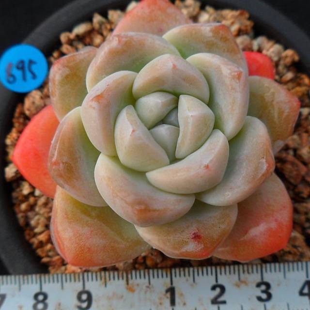 SPECIAL! JUST CART!!! PRESALE Echeveria Ice Green