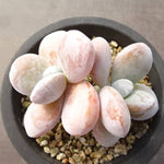 PRESALE Echeveria Kecevana, (Not so Random)