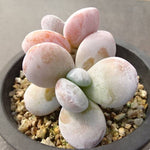 PRESALE Echeveria Kecevana, (Not so Random)