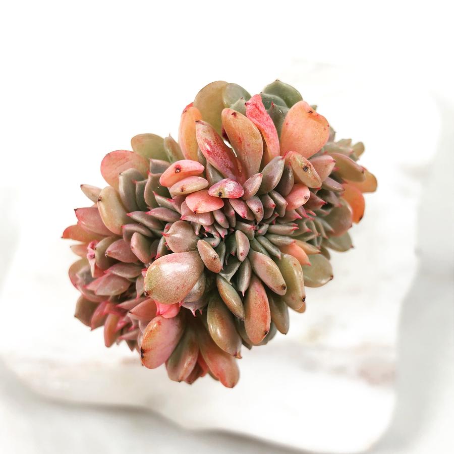 PRESALE Echeveria Tuxpan Cristata, (Not so Random)