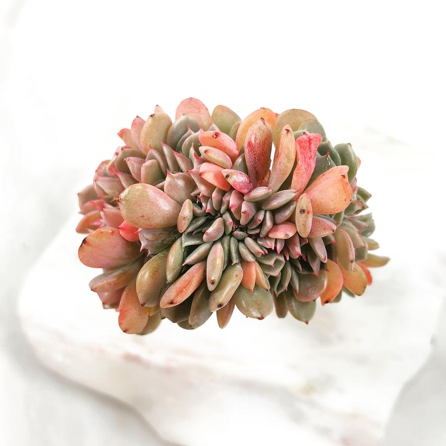 PRESALE Echeveria Tuxpan Cristata, (Not so Random)