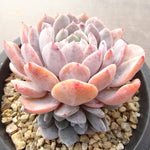 PRESALE Echeveria Raffine, (Not so Random)