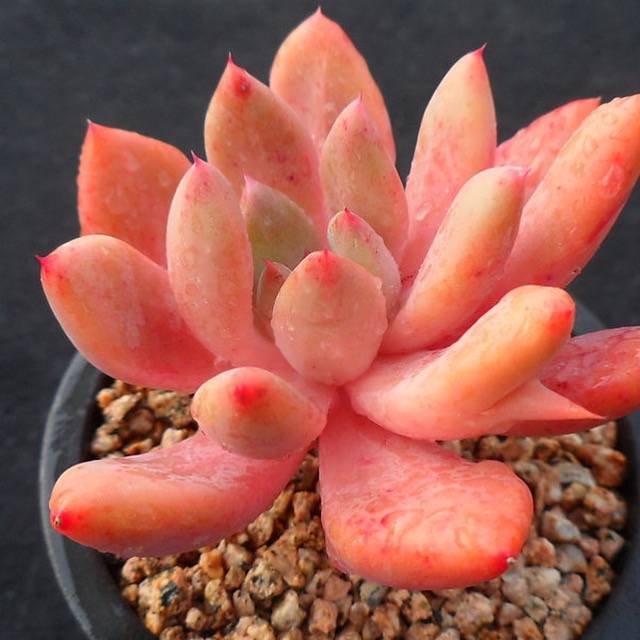PRESALE Echeveria Spica, (Not so Random)