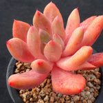 PRESALE Echeveria Spica, (Not so Random)