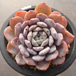 PRESALE Echeveria Raffine, (Not so Random)
