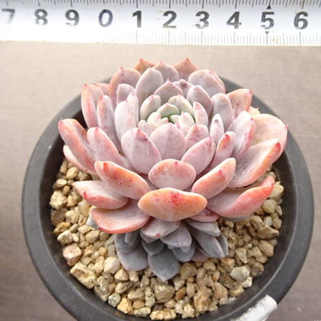PRESALE Echeveria Raffine, (Not so Random)