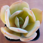 PRESALE Echeveria HAKUHOU, (Random)