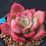 SPECIAL! JUST CART!!! PRESALE Echeveria Unknown