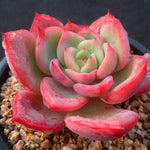 SPECIAL! JUST CART!!! PRESALE Echeveria Unknown